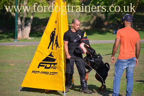 schutzhund dog training blind